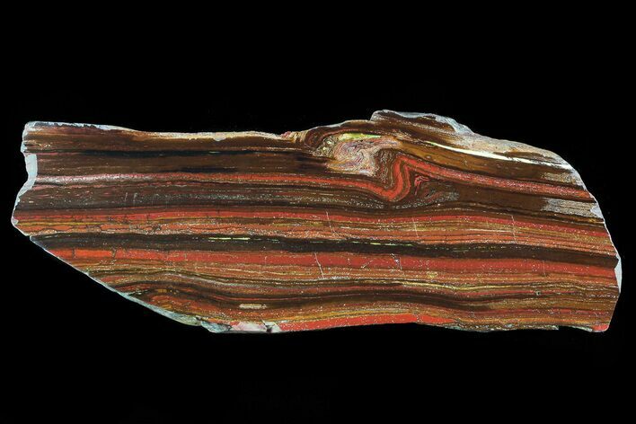 Polished Tiger Iron Stromatolite - ( Billion Years) #72903